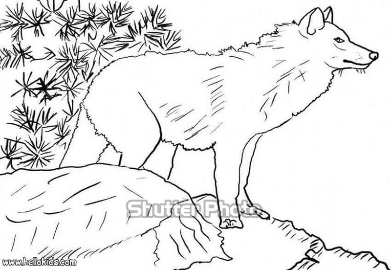 Hướng dẫn cách vẽ con chó sói đơn giản với 6 bước cơ bản  Nhà Đẹp DHB
