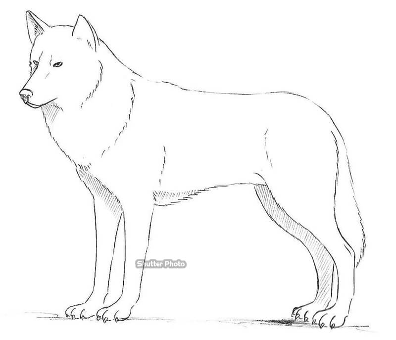 Cách vẽ con sói đẹp cho bé Nhiều hình vẽ sói đang đứng hú đẹp  TRƯỜNG  THPT TRẦN HƯNG ĐẠO