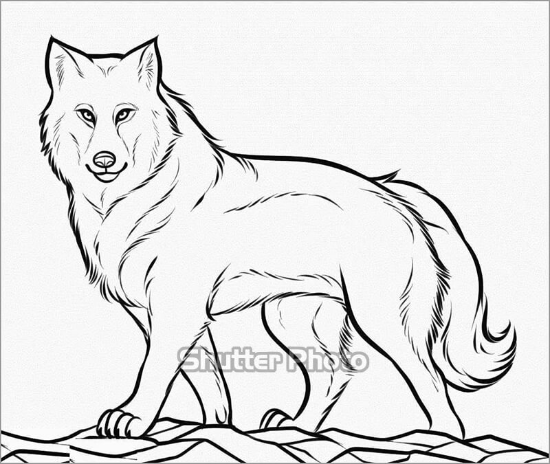Hướng dẫn cách vẽ con chó sói đơn giản với 6 bước cơ bản cách vẽ chó sói  như thật
