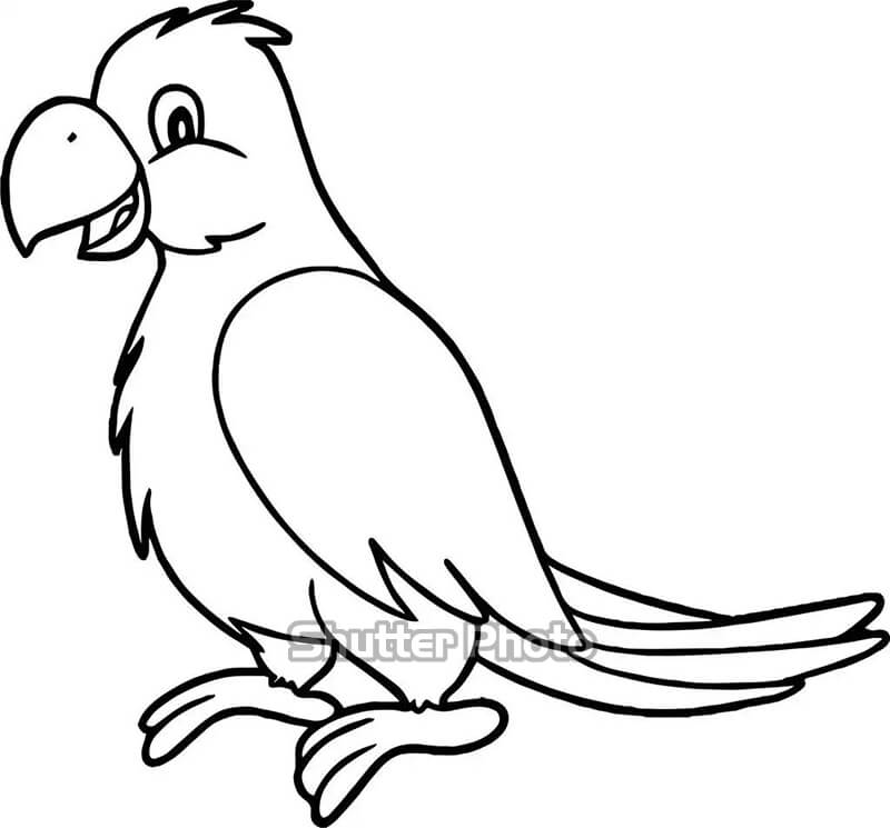Vẽ con vẹt bằng bút chì  How to draw a Parrot  YouTube