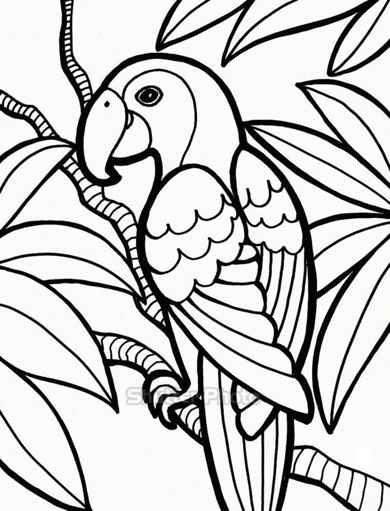 Chia sẻ 52 về hình vẽ chim vẹt mới nhất  cdgdbentreeduvn