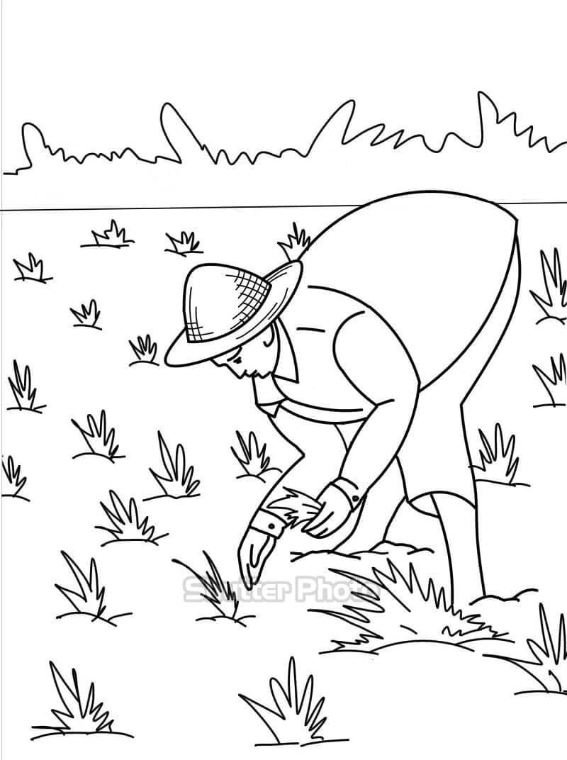 Tranh Vẽ Bác Nông Dân Gặt Lúa