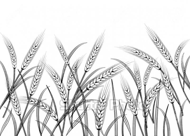 Tô màu cánh đồng lúa: Thư giãn và giải trí với bức tranh tô màu cánh đồng lúa đẹp tuyệt vời. Hình ảnh sắc nét và thiết kế độc đáo sẽ giúp bạn tạo ra những bức tranh tuyệt đẹp để thư giãn sau một ngày làm việc.