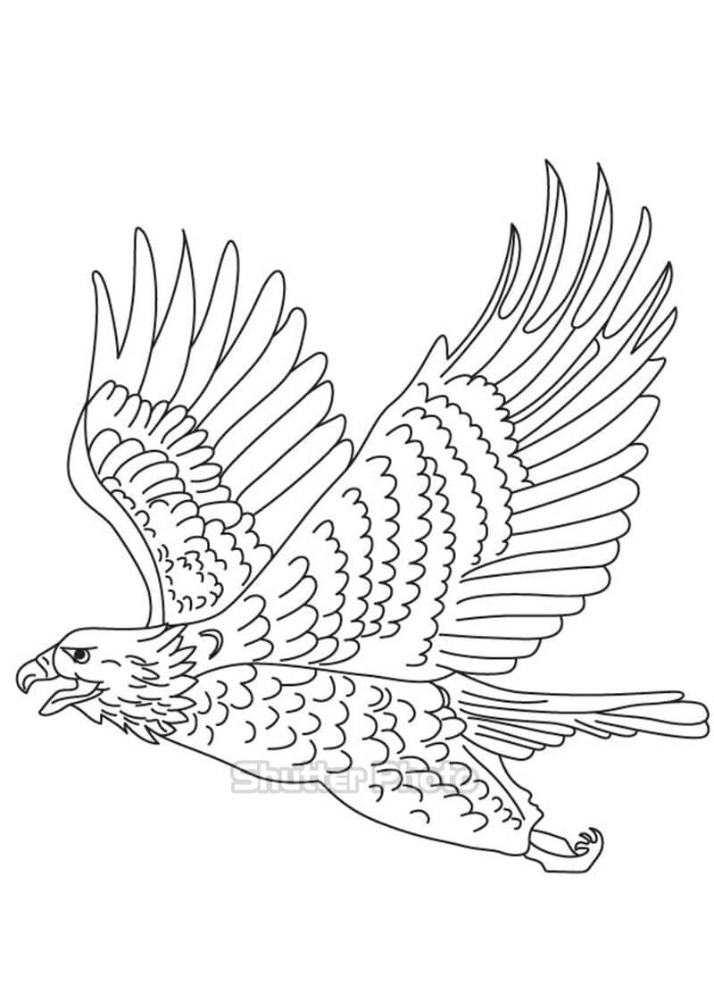Vẽ chim đại bàng HowtodrawEagle  YouTube