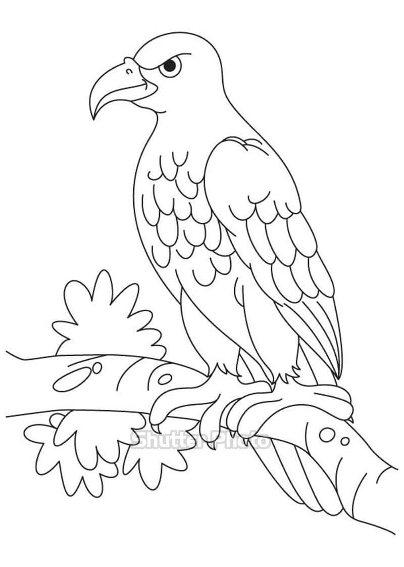 Cách vẽ Chim Đại Bàng  Dạy Vẽ