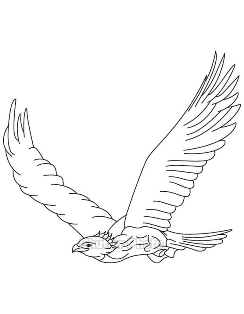 Vẽ hình 31 Vẽ và tô màu Con chim đại bàng đơn giản  Drawing and  colouring a simple eagle  YouTube