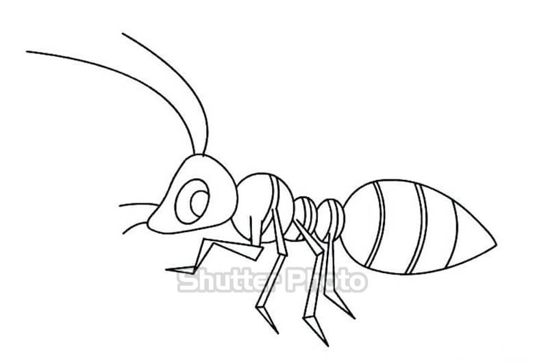 Bé tập vẽ con kiến theo mẫu  draw ants  YouTube