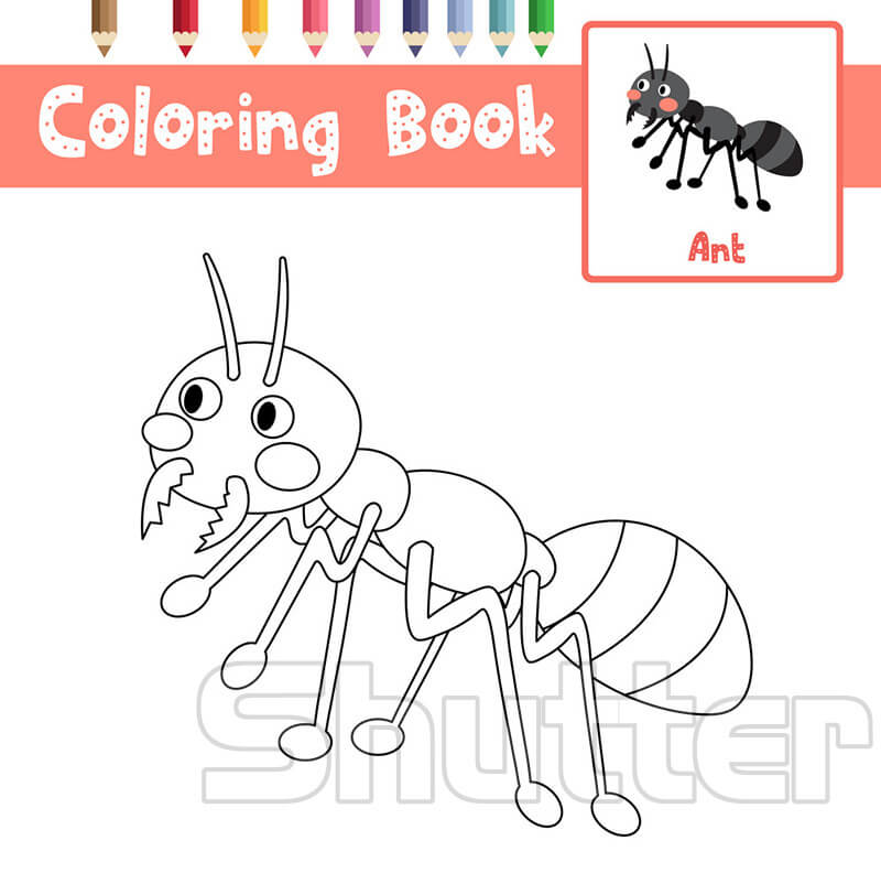 Bộ tranh tô màu Vòng đời của con kiến