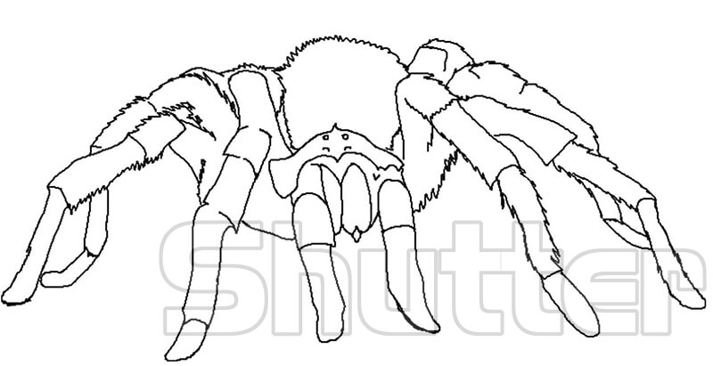 Những bức tranh tô màu con nhện tranh tô màu con nhện