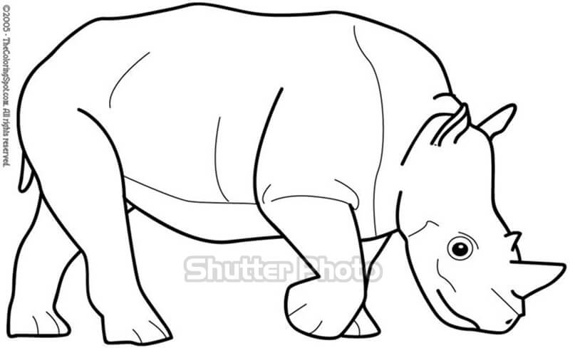 Học cách vẽ tê giác bằng bút chì  Tê giác Động vật Tượng