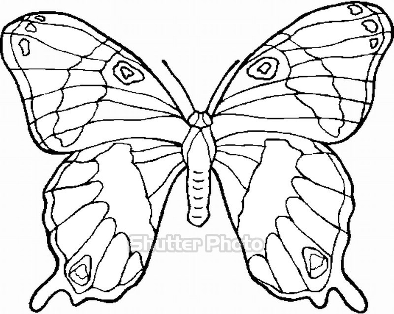 38+ Tranh tô màu bươm bướm đẹp nhất dễ tải dễ in Update 2023
