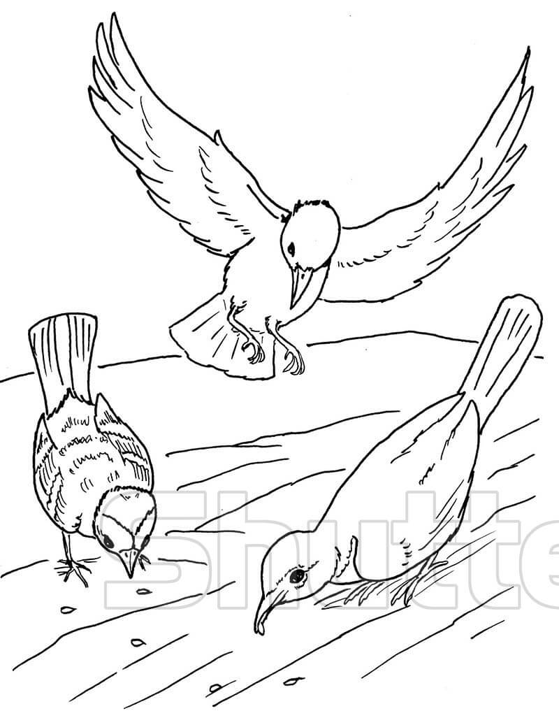 Tổng Hợp Tranh Tô Màu Con Chim Đẹp Nhất Dễ Tải Dễ In Update 2023