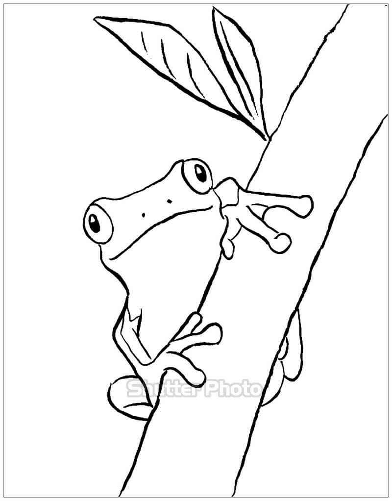 Bộ sưu tập 50 bức tranh tô màu con ếch dành cho bé  Trang tô màu Hình  ảnh Ếch