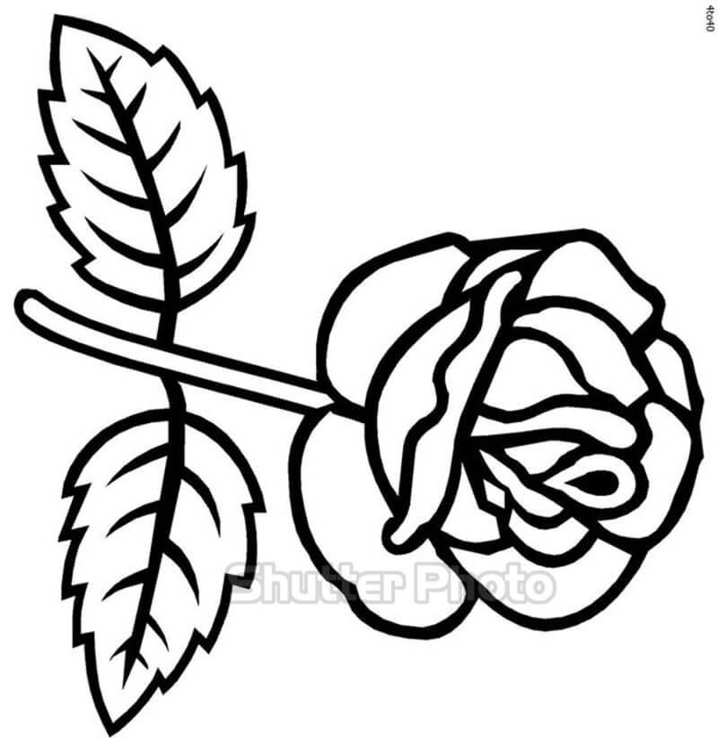 Những bức vẽ tô màu tranh hoa hồng đẹp và dễ thương nhất Update 02/2023