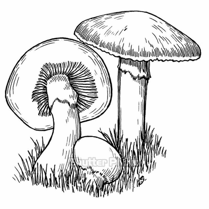 Cách vẽ cây nấm trong illustrantor