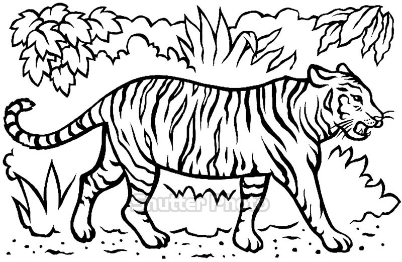 tranh phong thủy vẽ con hổ đẹp nhất  tranh phong thủy