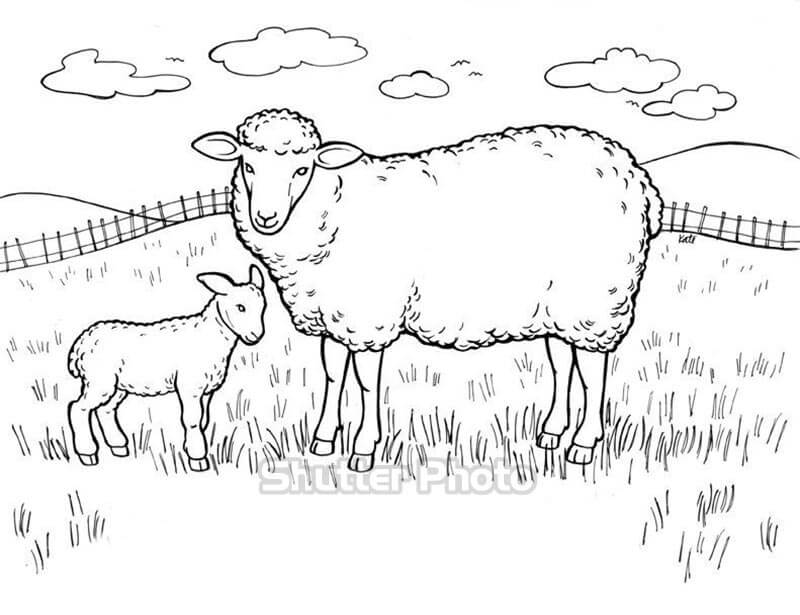 Hướng dẫn vẽ con cừu theo các bước cho bé  YeuTreNet