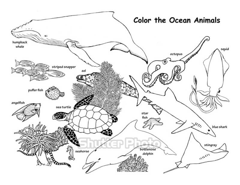 Bộ tranh tô màu con vật sống dưới nước đẹp nhất Update 12/2023
