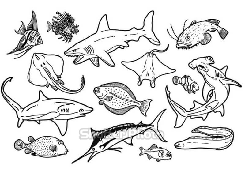 Tổng hợp tranh tô màu con vật sống dưới nước đẹp nhất Update 2022 68