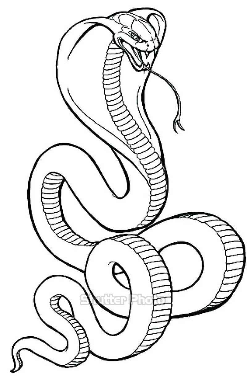 Hướng dẫn bé cách vẽ một con rắn bằng một số bước đơn giản  Vẽ Từng Nét Nhỏ