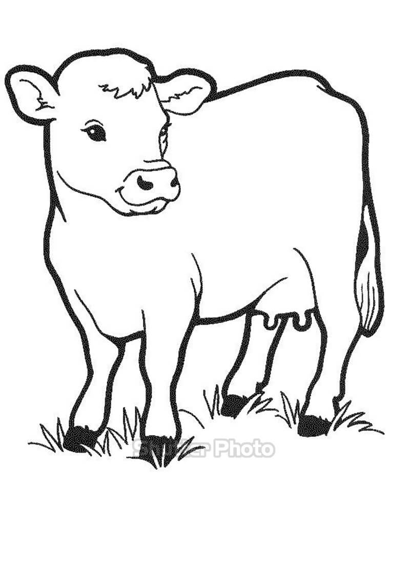 Chi tiết 55 về tranh tô màu con bò sữa  trieuson5