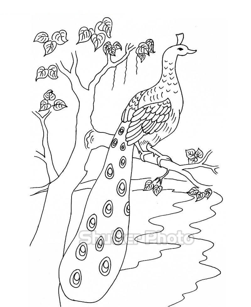 Chim Công Trang Tô Màu Chống Căng Thẳng Dành Cho Người Lớn Doodle Vẽ Tay  Đen Trắng Cho Sách Tô Màu Hình minh họa Sẵn có  Tải xuống Hình ảnh Ngay