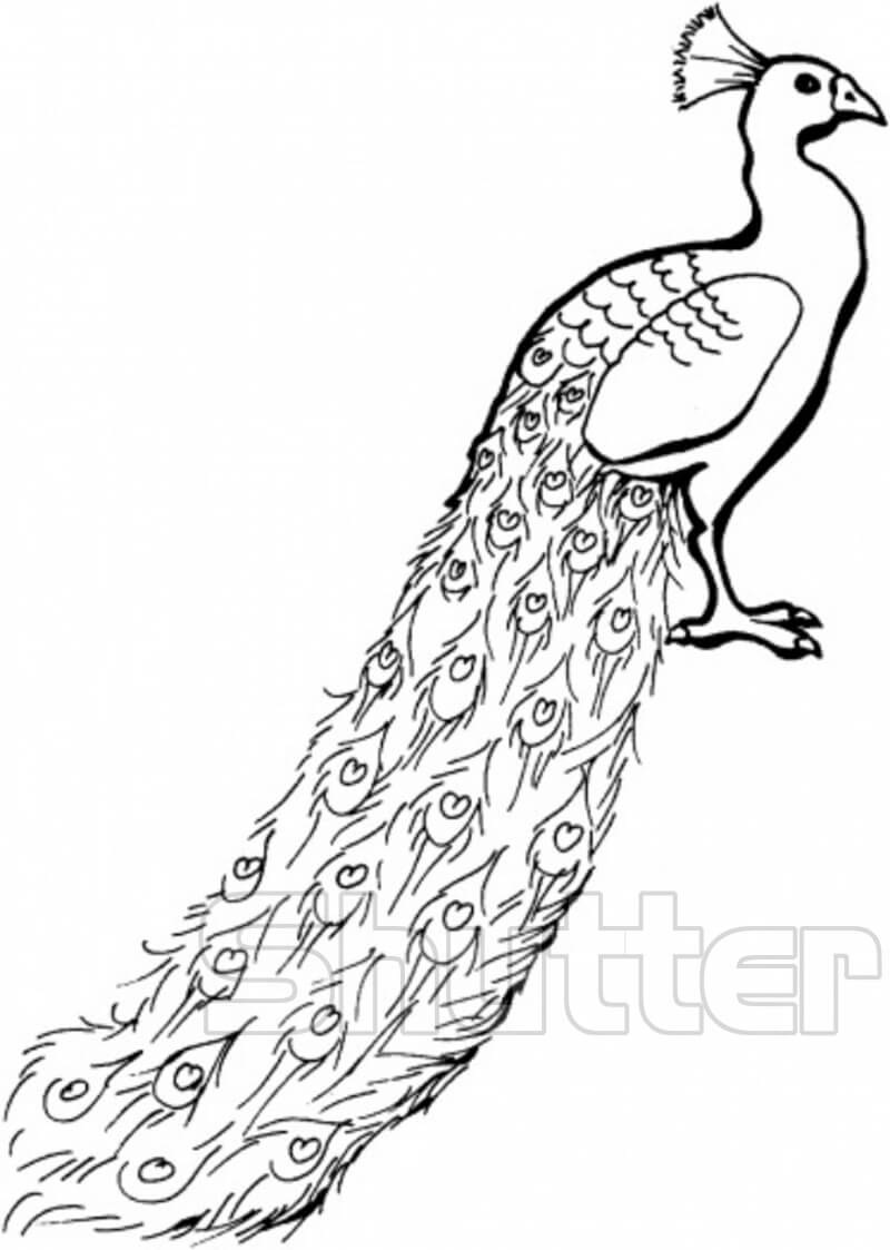 Cách vẽ con công xòe đuôi đơn giản, 29 vẽ chim công ý tưởng