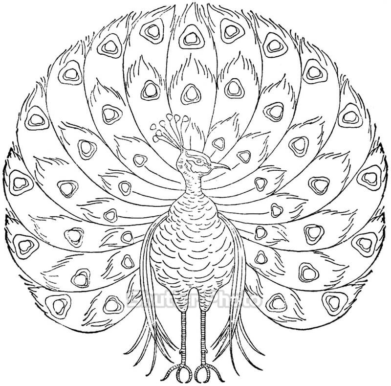Vẽ con công - Draw peacock - YouTube