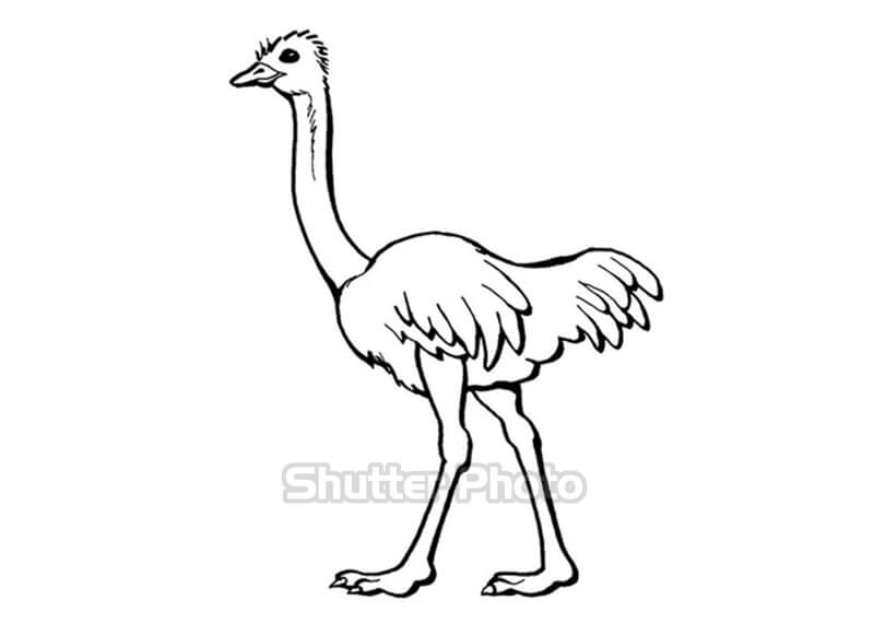 Hướng Dẫn Vẽ Chim Đà Điểu I How To Draw A Ostrich  YouTube