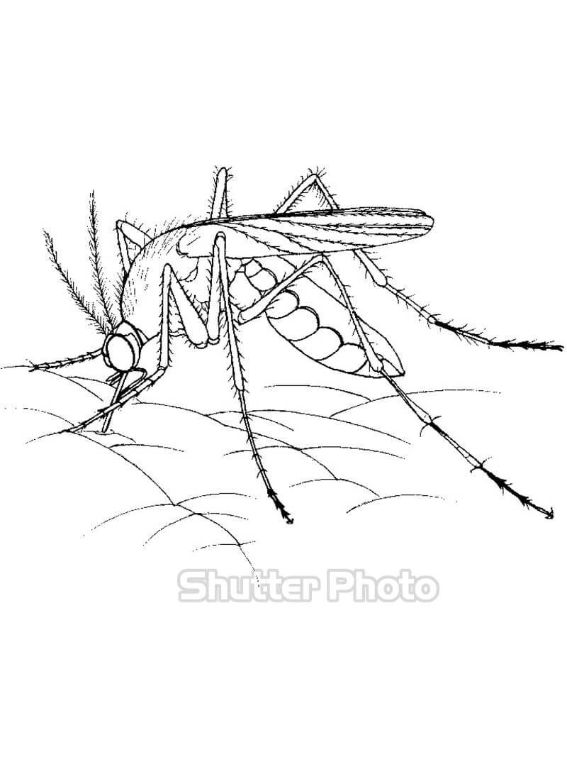 37+ Tranh Tô Màu Con Muỗi Dễ Thương Nhất Cho Bé Update 2023