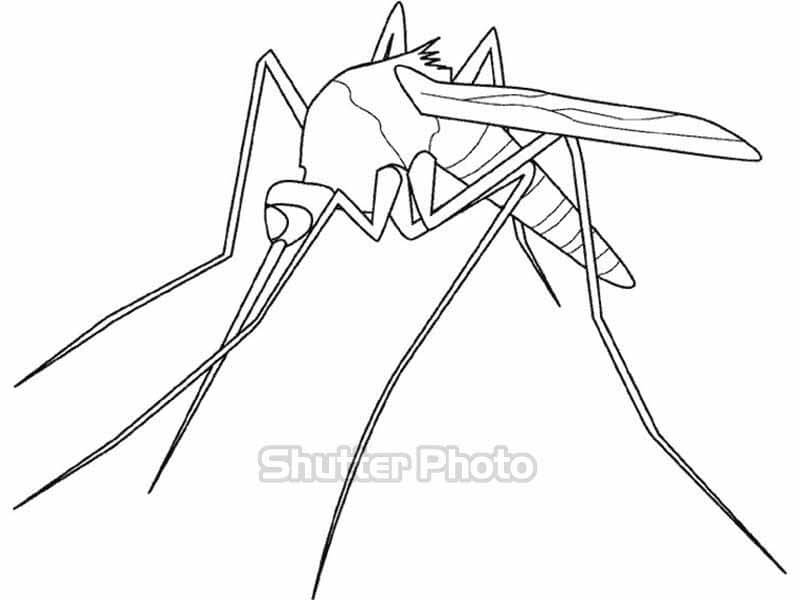 37+ Tranh Tô Màu Con Muỗi Dễ Thương Nhất Cho Bé Update 2023