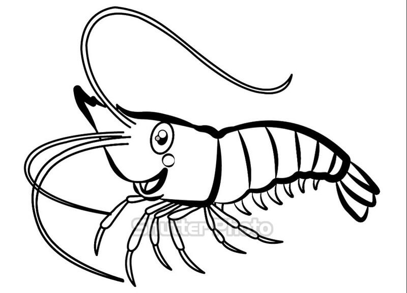 Dạy bé học vẽ con Tôm  How to draw shrimp   YouTube