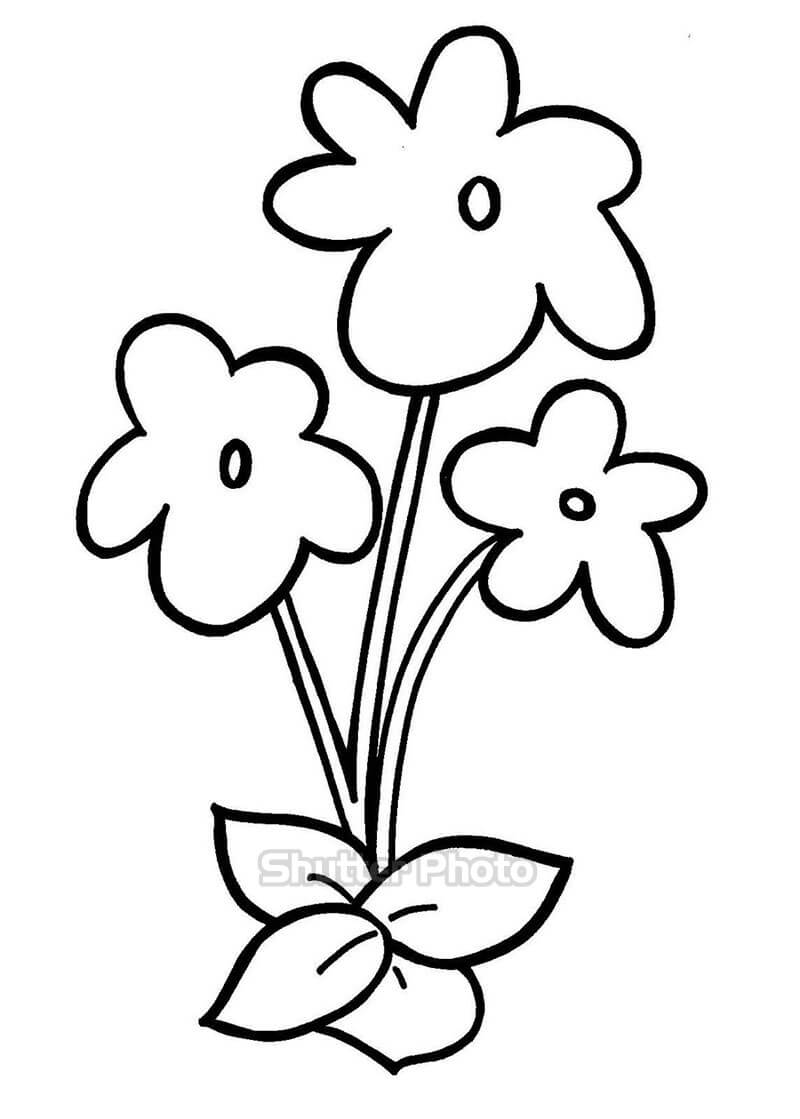 cách vẽ bông hoa 5 cánh