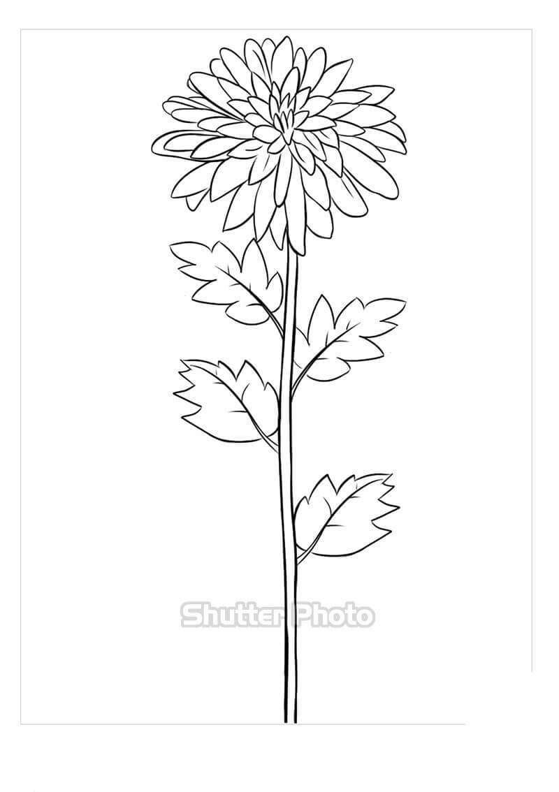 Vẽ hoa cúc đơn giản Cách vẽ hoa cúc  Drawing a Daisy  YouTube