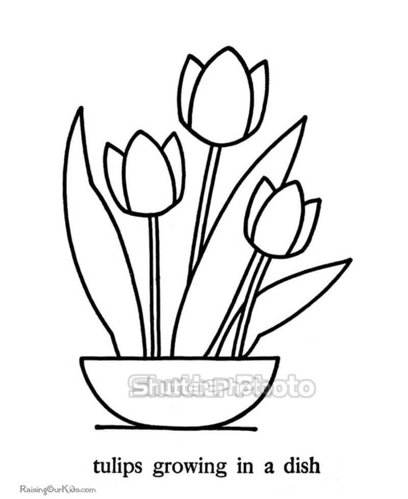 In hình Tranh tô màu hoa tulip