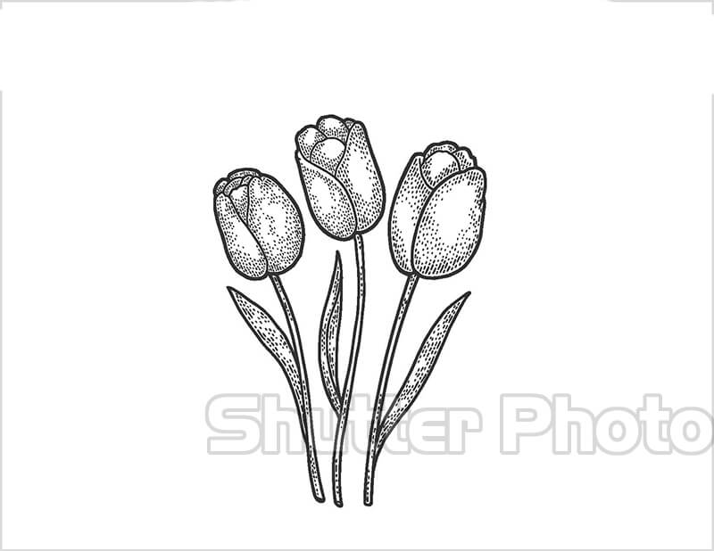 50 Tranh tô màu hoa tulip xin tươi nhất dễ tải dễ in Update 2022 11