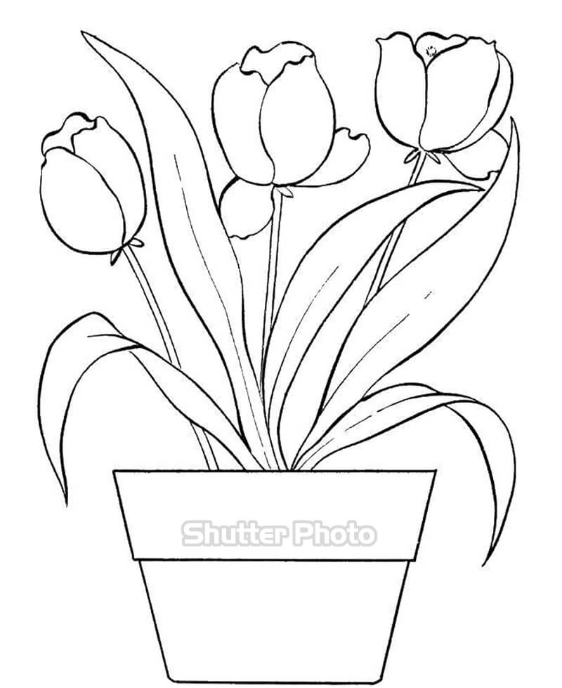 50 Tranh tô màu hoa tulip xin tươi nhất dễ tải dễ in Update 2022 13