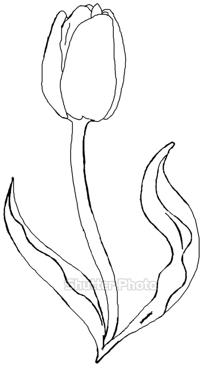 50 Tranh tô màu hoa tulip xin tươi nhất dễ tải dễ in Update 2022 15