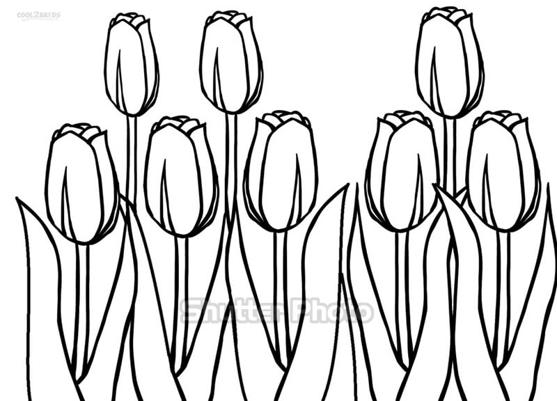 50 Tranh tô màu hoa tulip xin tươi nhất dễ tải dễ in Update 2022 18