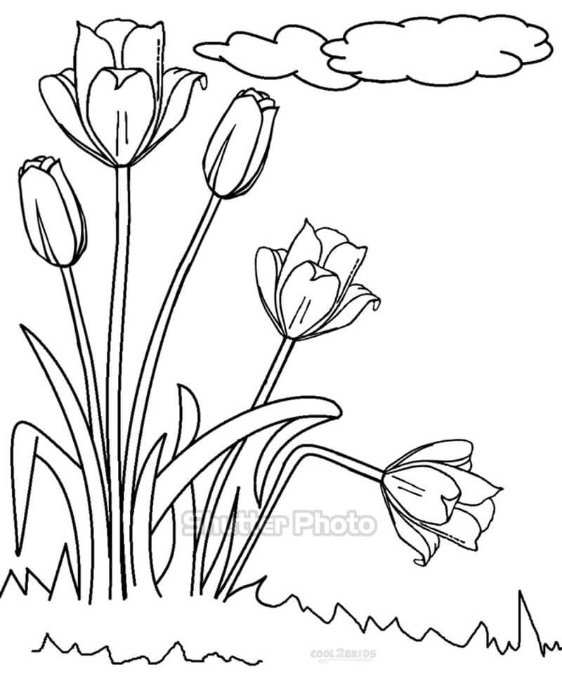 50 Tranh tô màu hoa tulip xin tươi nhất dễ tải dễ in Update 2022 19