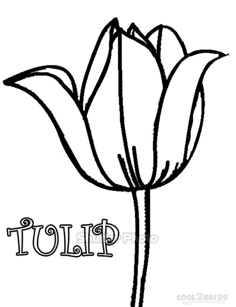 50 Tranh tô màu hoa tulip xin tươi nhất dễ tải dễ in Update 2022 20