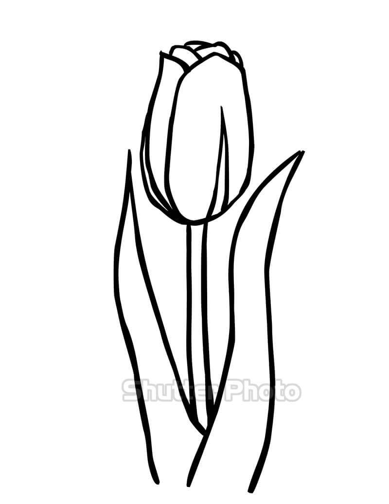 50 Tranh tô màu hoa tulip xin tươi nhất dễ tải dễ in Update 2022 21