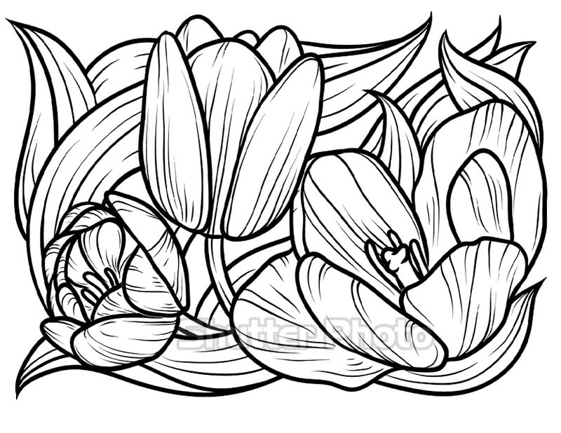 50 Tranh tô màu hoa tulip xin tươi nhất dễ tải dễ in Update 2022 22
