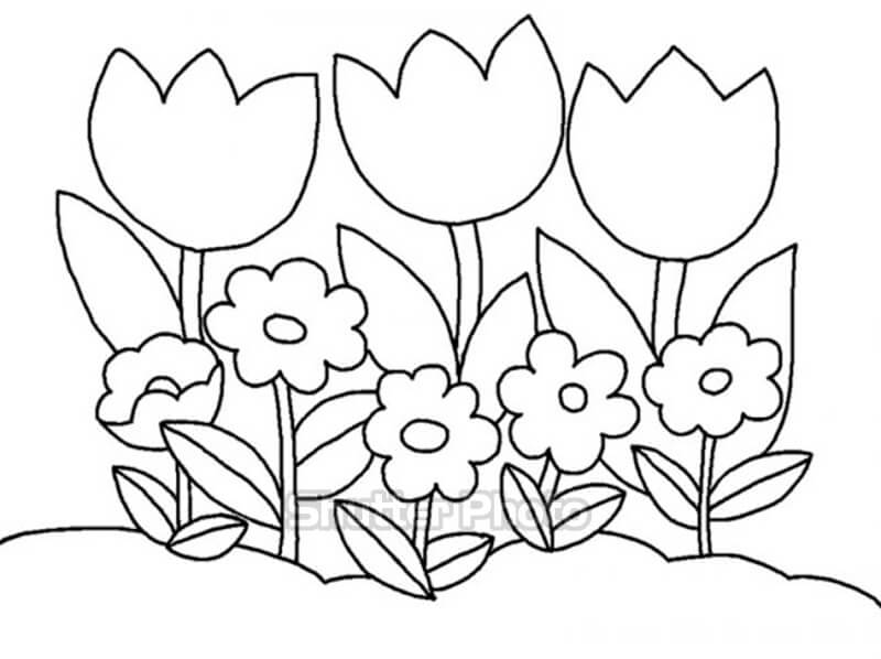 50 Tranh tô màu hoa tulip xin tươi nhất dễ tải dễ in Update 2022 23