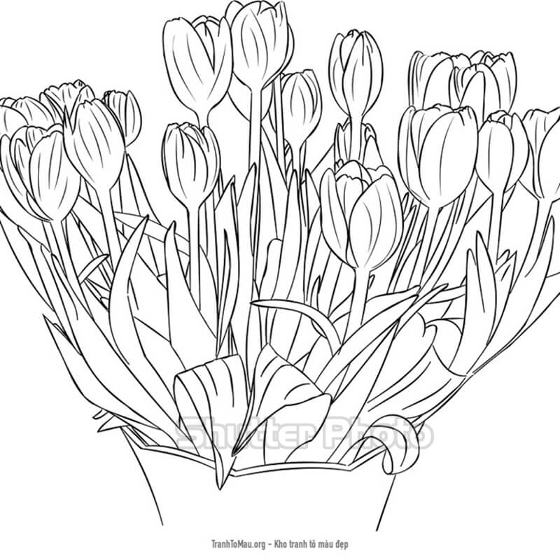 50 Tranh tô màu hoa tulip xin tươi nhất dễ tải dễ in Update 2022 24