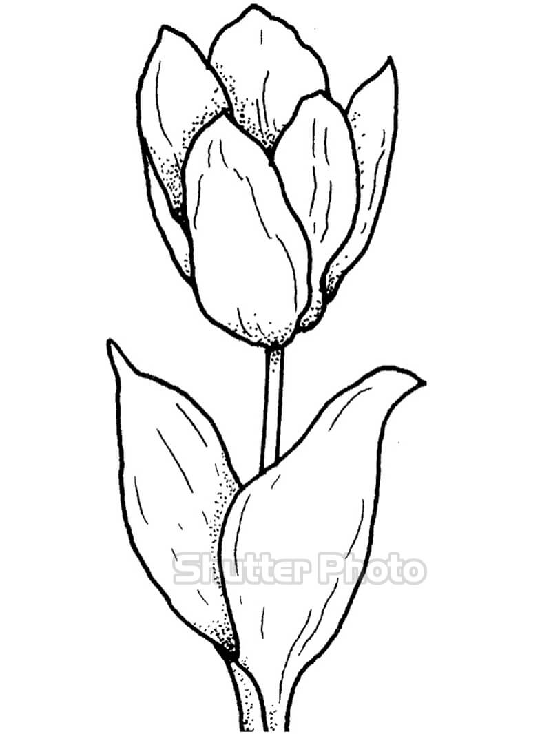 50 Tranh tô màu hoa tulip xin tươi nhất dễ tải dễ in Update 2022 27