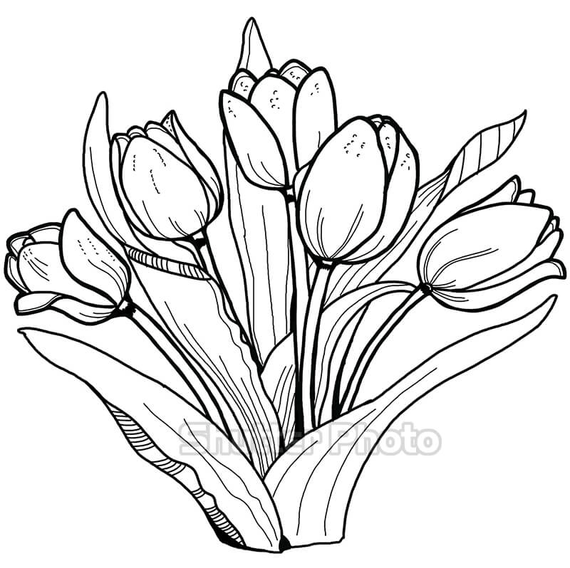 50 Tranh tô màu hoa tulip xin tươi nhất dễ tải dễ in Update 2022 29