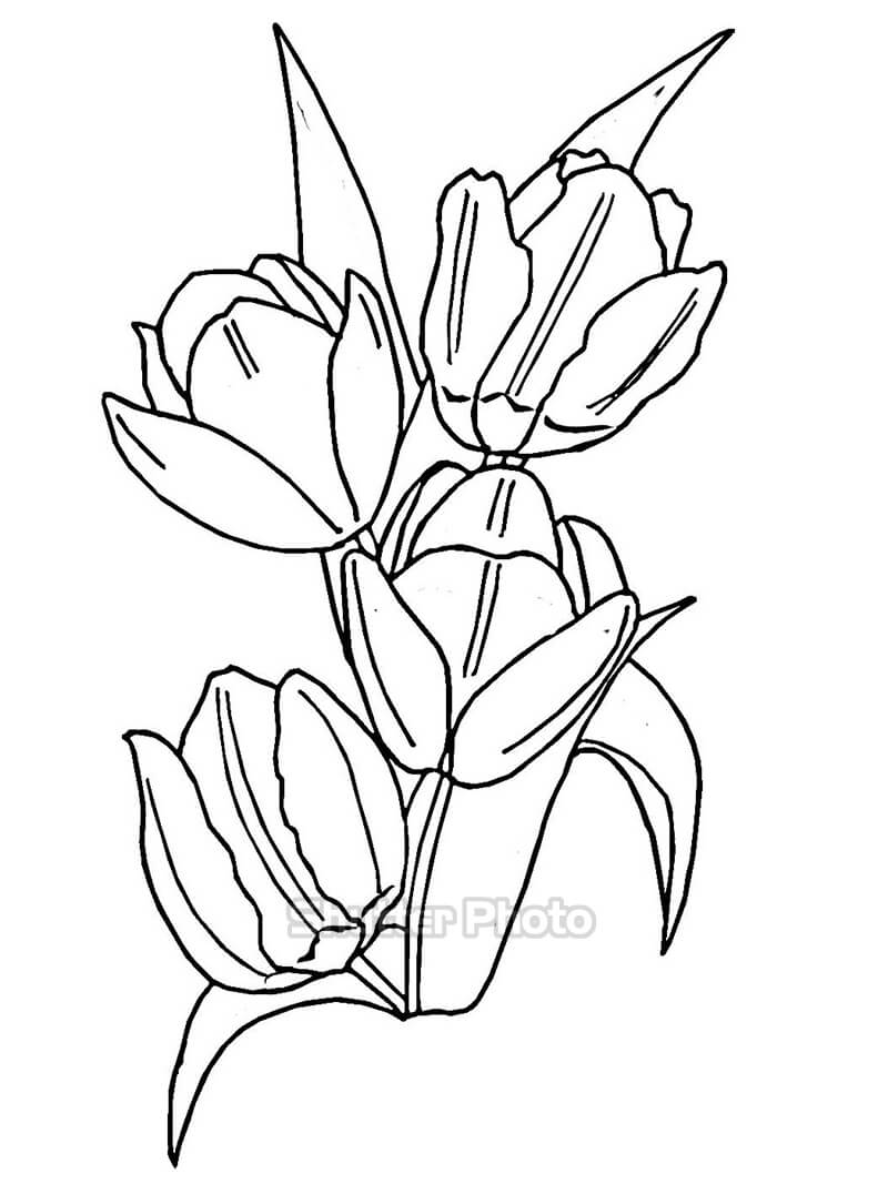 50 Tranh tô màu hoa tulip xin tươi nhất dễ tải dễ in Update 2022 34