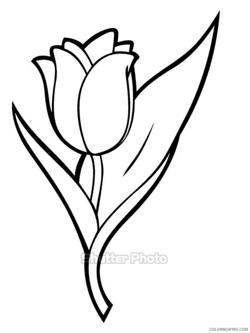 50 Tranh tô màu hoa tulip xin tươi nhất dễ tải dễ in Update 2022 38