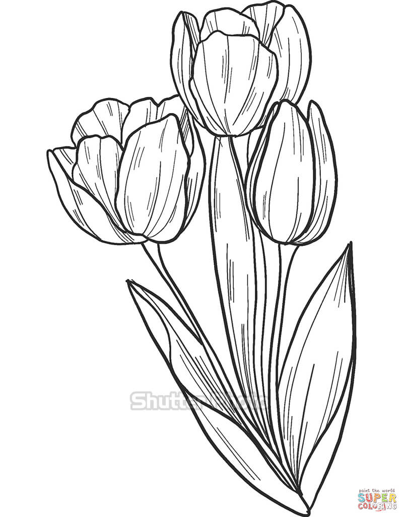50 Tranh tô màu hoa tulip xin tươi nhất dễ tải dễ in Update 2022 43